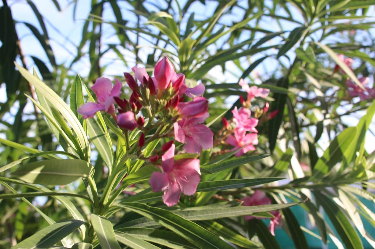 Amanda'S Place Green Studio - Pool And Tropical Garden Caye Caulker Εξωτερικό φωτογραφία