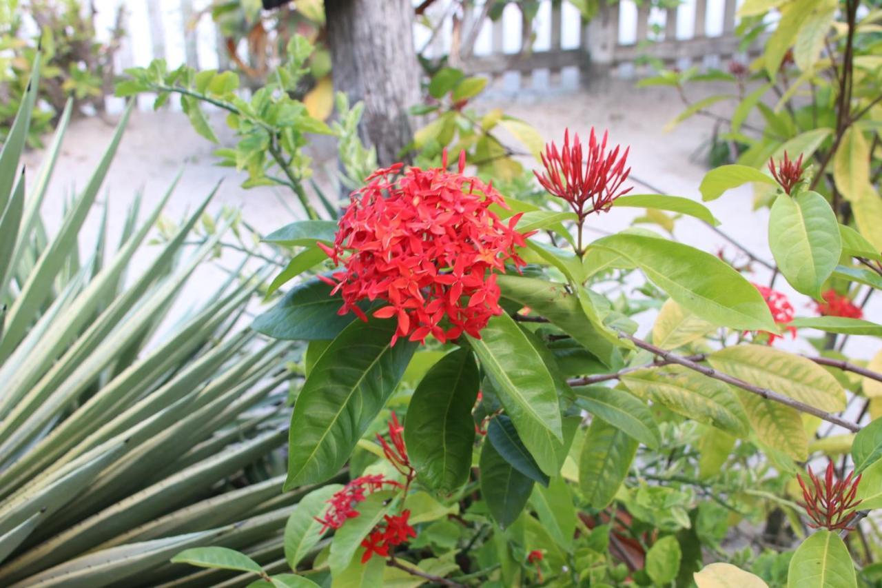 Amanda'S Place Green Studio - Pool And Tropical Garden Caye Caulker Εξωτερικό φωτογραφία