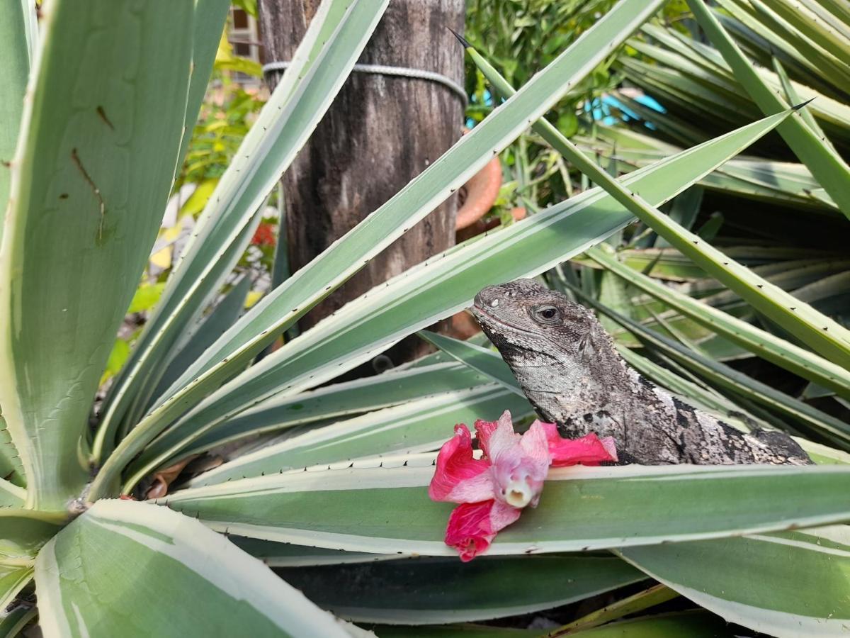 Amanda'S Place Green Studio - Pool And Tropical Garden Caye Caulker Εξωτερικό φωτογραφία